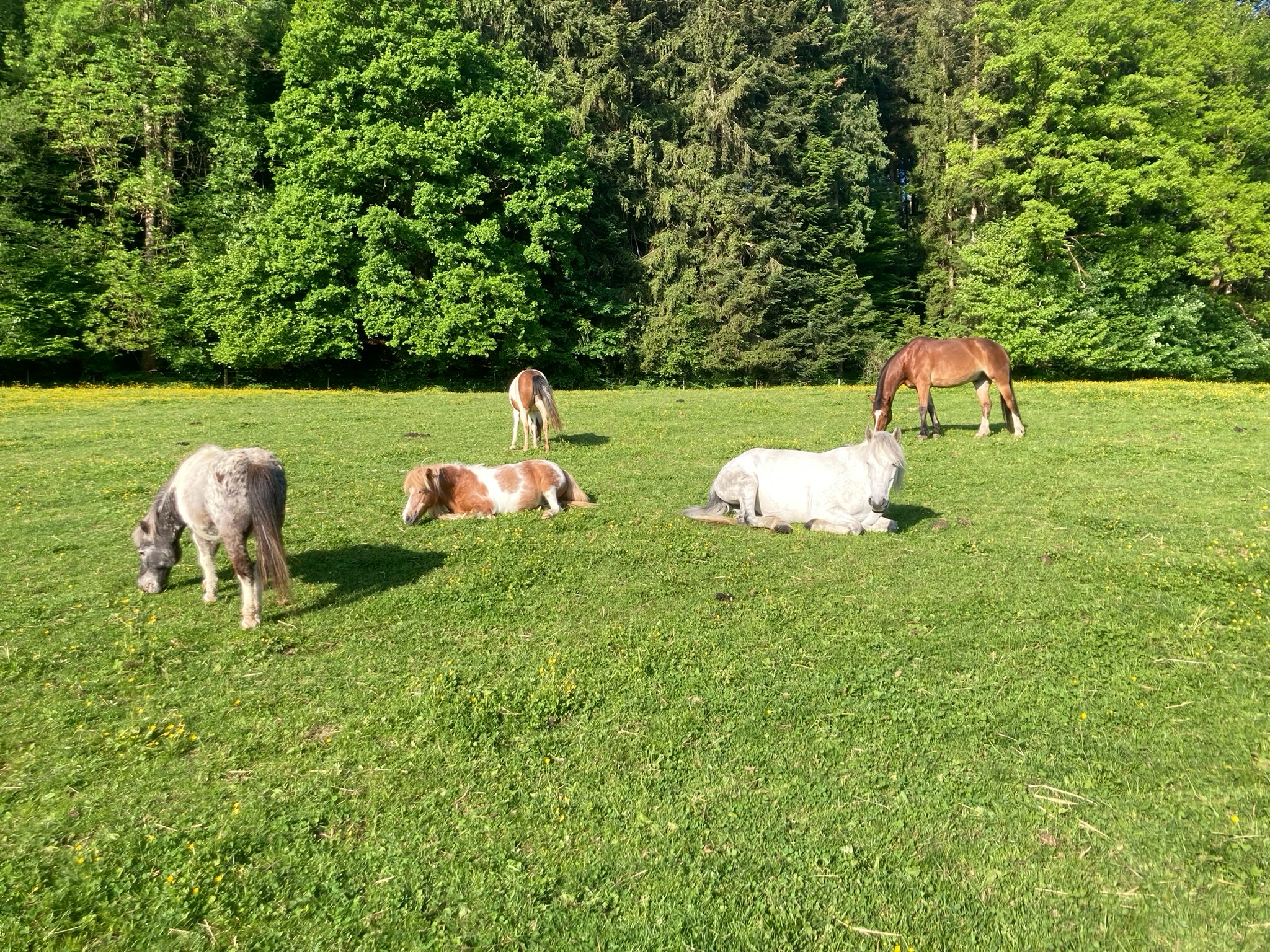Kind beim Reiten
