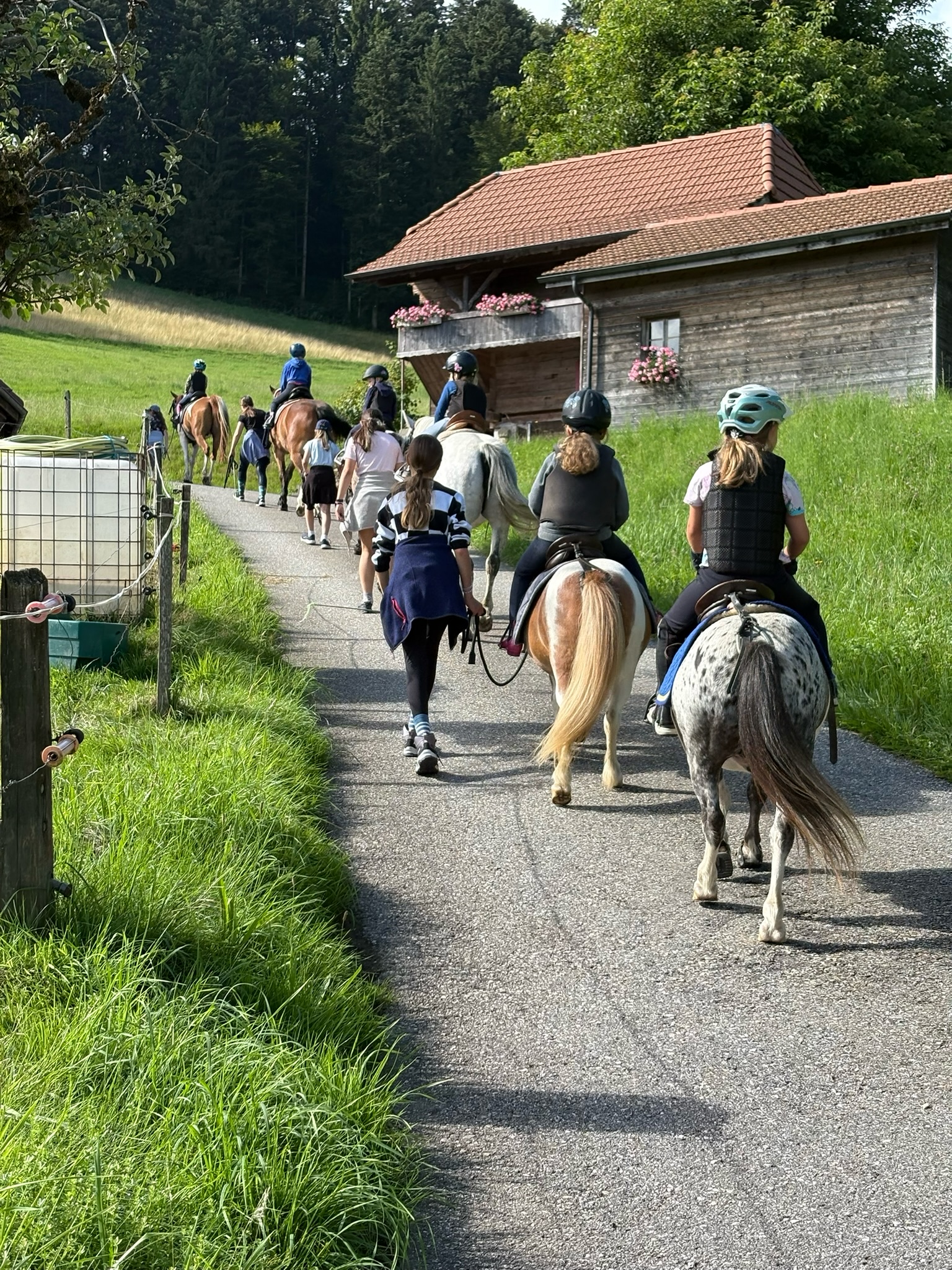 Pferde im Offenstall